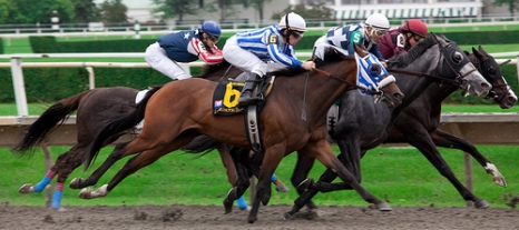 race-horses-sale